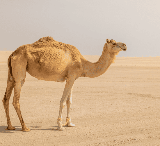 The Ship of the Desert