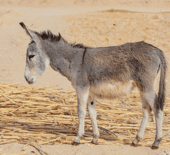 The Donkey