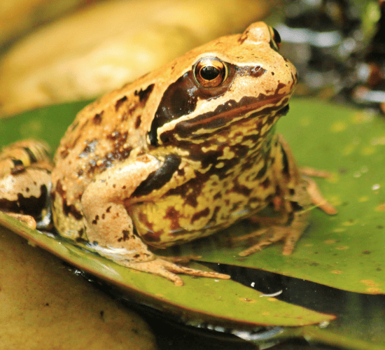 The Lazy Frog