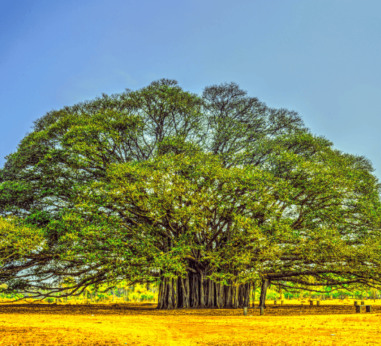 The Banyan Tree