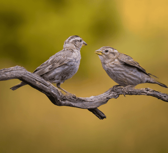 A Tale of Two Birds
