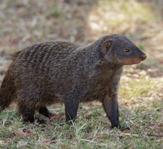 The Friendly Mongoose