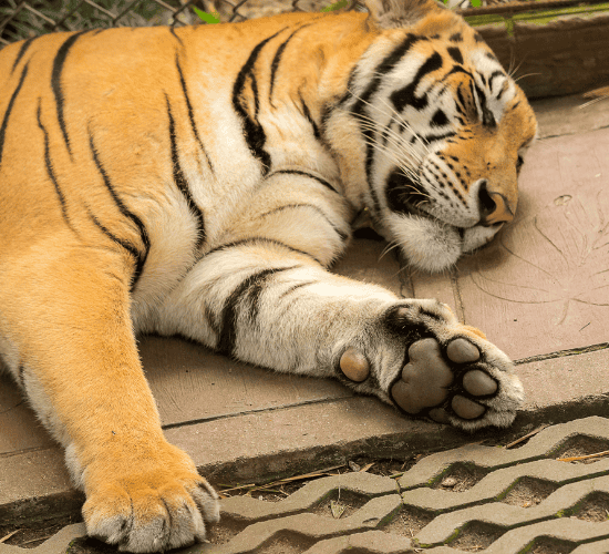 The Tiger's Claw