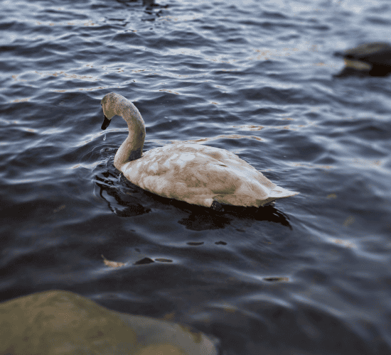 The Ugly Duckling
