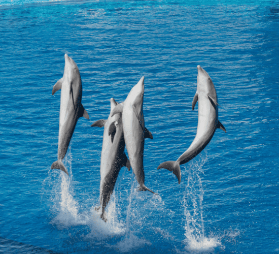 Dolphin Times