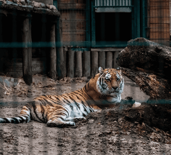 A Tiger in the Zoo