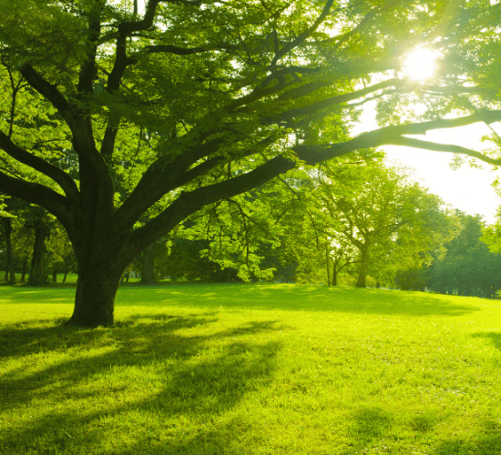 The Trees