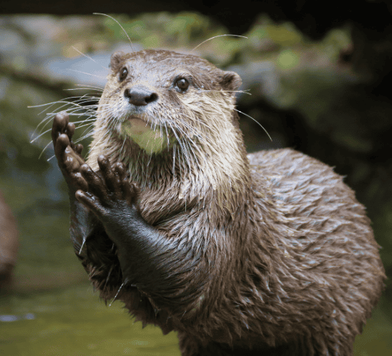 Mijbil the Otter
