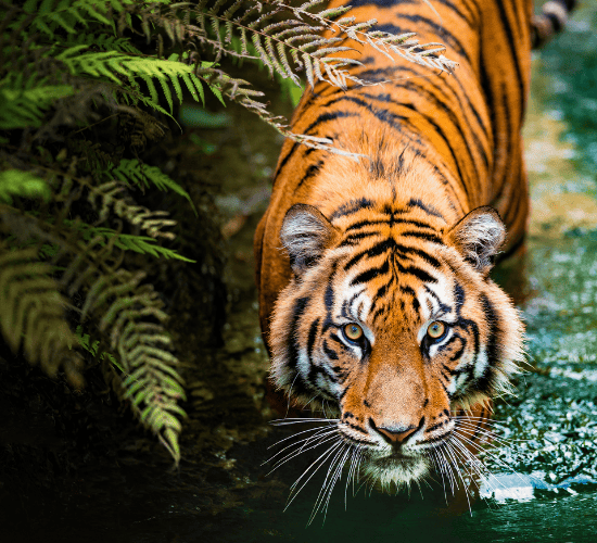 The Tiger King