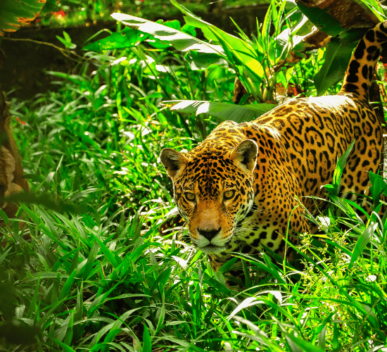 Plants and Animals Live Together