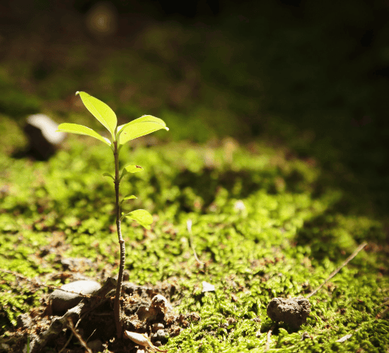 Nutrition in Plants
