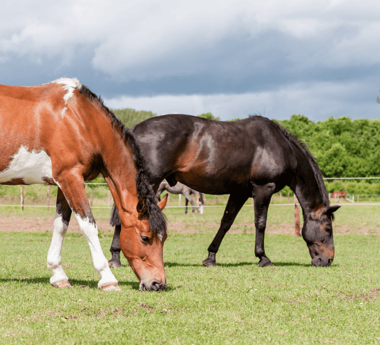 Nutrition in Animals