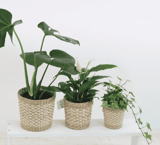 Reproduction in Plants