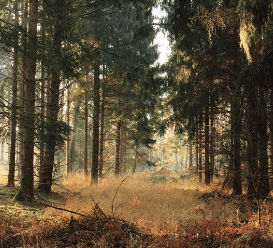 Forests: Our Lifeline