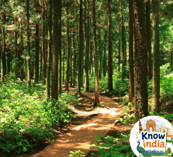 Thorn Forests in India Quiz: Try To Score 100%