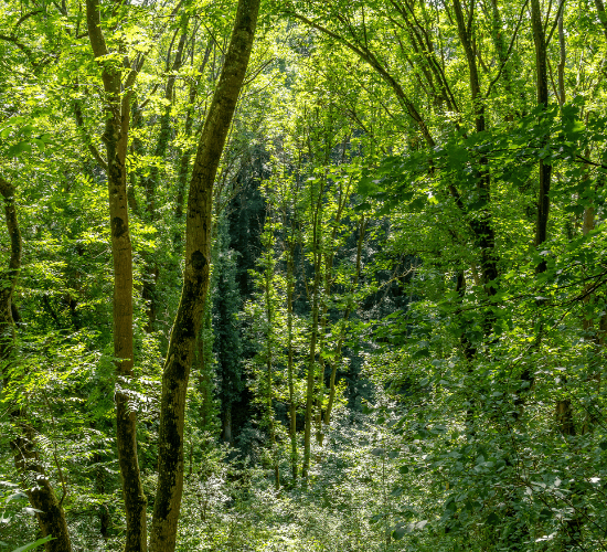 Natural Vegetation chapter