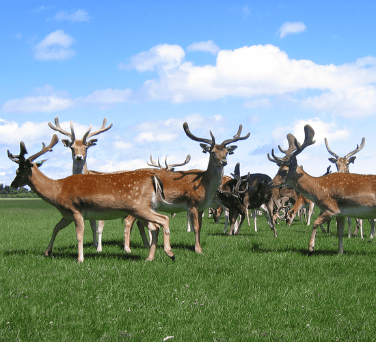 Organisms and Populations