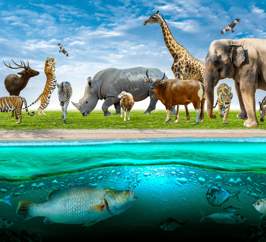 Animals Around Us Online Quiz : Grade 1 Science Olympiad