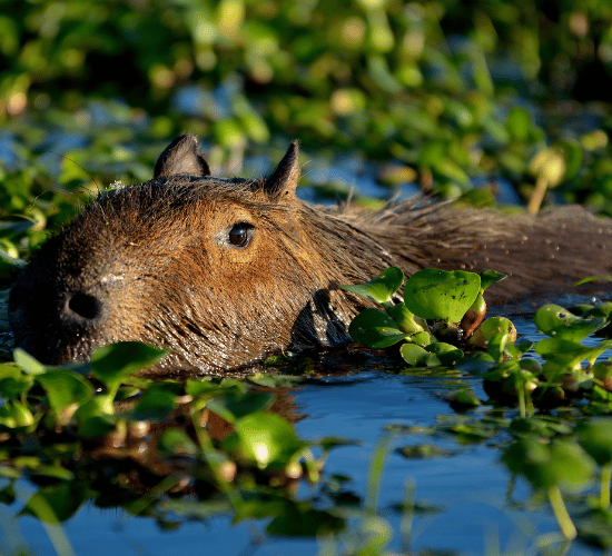 Water Animals Quiz for Grade 2 Science Olympiad