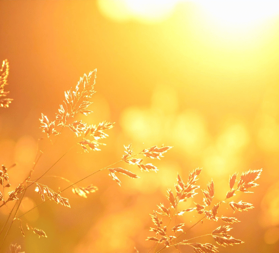 Importance of Sunlight to Plants Quiz Test : Grade 3 Science Olympiad
