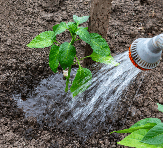 How Plants Lose Water Quiz for Grade 3 Science Olympiad