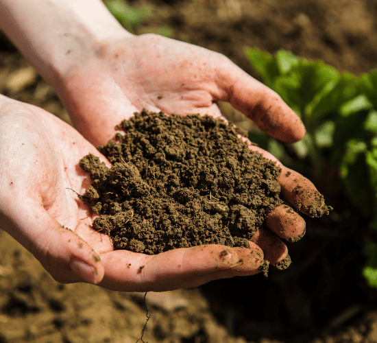 Soil Types and Their Properties Quiz : Grade 3 Science Olympiad