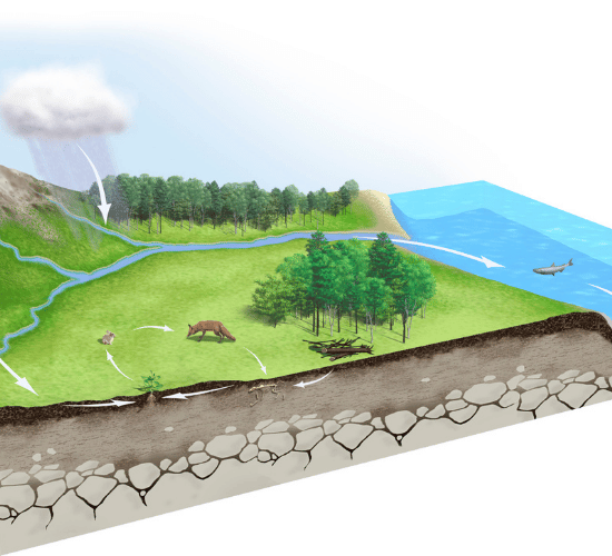 Water Cycle Multiple Choice Questions for Grade 3 Science Olympiad