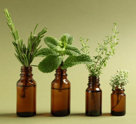 Plants Used as Medicines Quiz for Grade 3 Science Olympiad