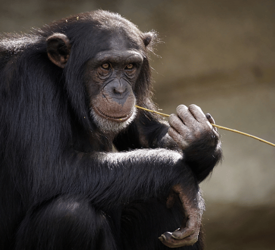 Mammals and Their Characteristics Questions and Answers : Grade 3 Science Olympiad