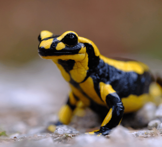 Amphibians and Their Life Cycles Quiz : Grade 3 Science Olympiad
