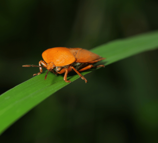 Insects and Their Body Parts MCQ for Grade 3 Science Olympiad