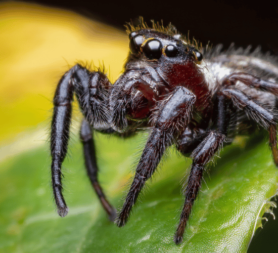 Arachnids and Their Features Multiple Choice Questions for Grade 3 Science Olympiad