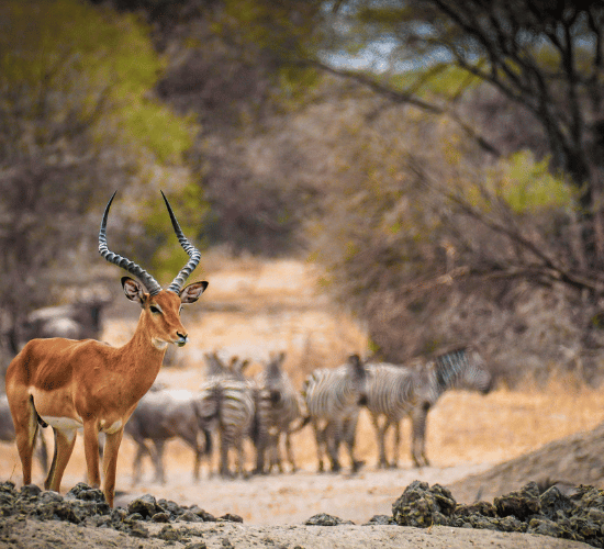 Importance of Biodiversity MCQ for Grade 3 Science Olympiad