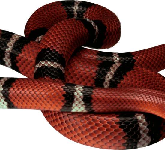 Animals That Change Colour Quiz : Grade 3 Science Olympiad