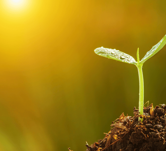 Photosynthesis for Kids Online Quiz : Grade 3 Science Olympiad