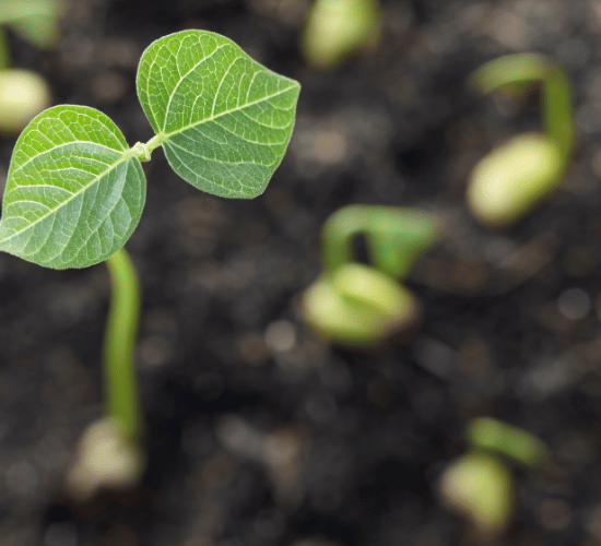 How Plants Make Food Questions and Answers : Grade 3 Science Olympiad
