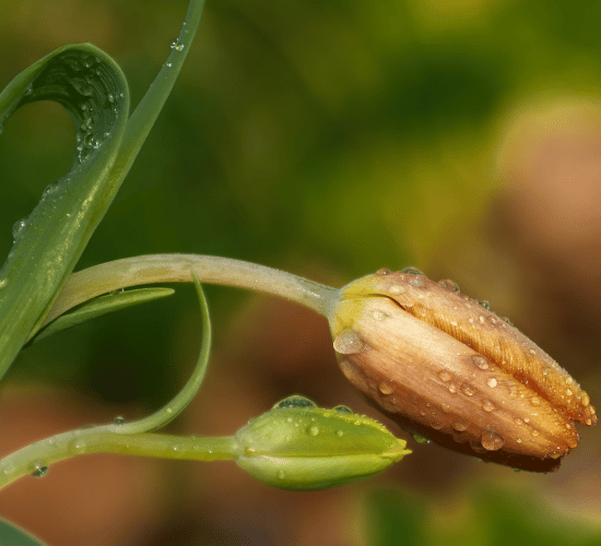 Conditions Needed for Seed Germination Practice Quiz : Grade 3 Science Olympiad