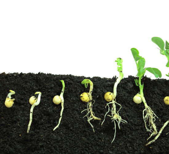 Germination of Seeds Multiple Choice Questions for Grade 3 Science Olympiad