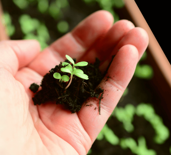 Seed Dispersal Methods MCQ for Grade 3 Science Olympiad