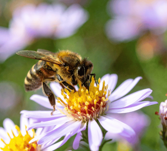 Pollination in Plants Quiz for Grade 3 Science Olympiad