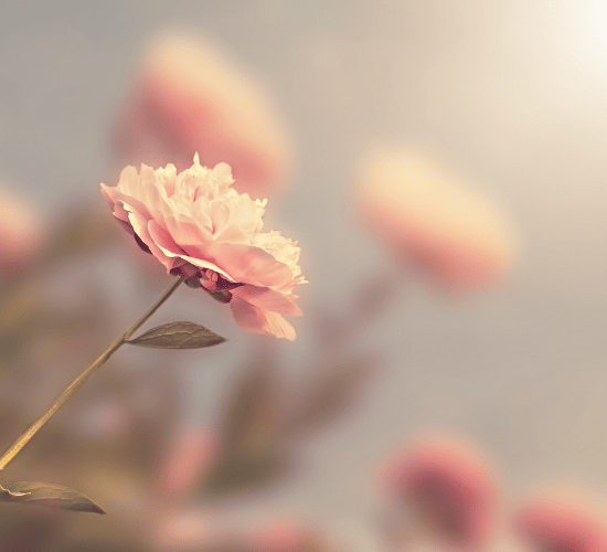 Parts of a Flower and Their Functions Quiz : Grade 3 Science Olympiad