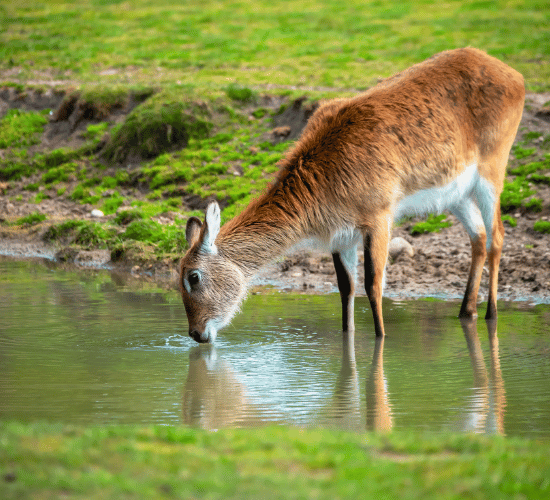 Animal Body Coverings Questions and Answers : Grade 3 Science Olympiad