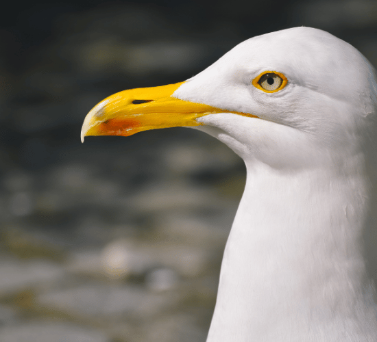 Animal Beaks and Their Functions Multiple Choice Questions for Grade 3 Science Olympiad