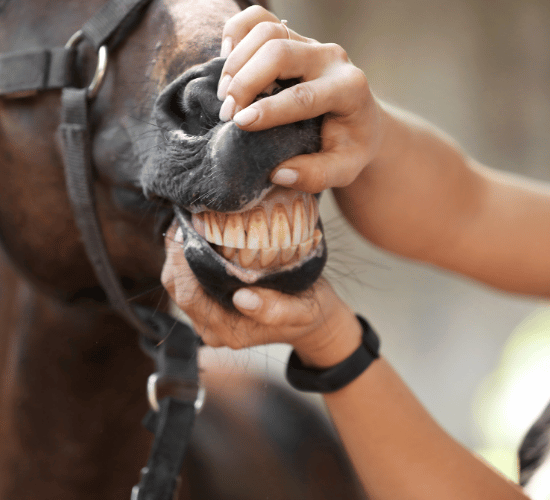 Animal Teeth and Their Uses MCQ for Grade 3 Science Olympiad