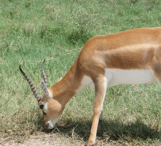 Herbivores, Carnivores and Omnivores Quiz for Grade 3 Science Olympiad
