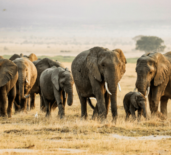 How Animals Find Food MCQ for Grade 3 Science Olympiad