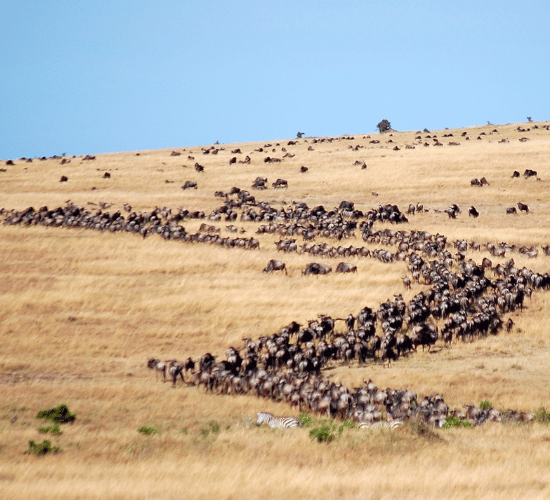 Migration in Animals Quiz : Grade 3 Science Olympiad