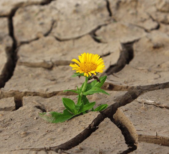 Plant Adaptations for Survival Practice Quiz : Grade 3 Science Olympiad
