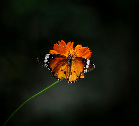 Complete and Incomplete Metamorphosis MCQ for Grade 3 Science Olympiad