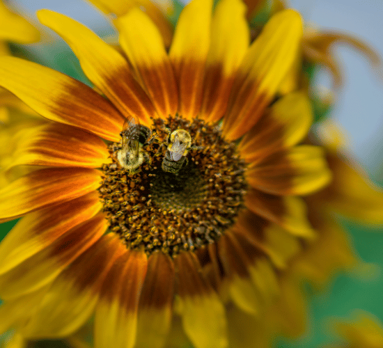 Life Cycles of Plants Quiz for Grade 3 Science Olympiad